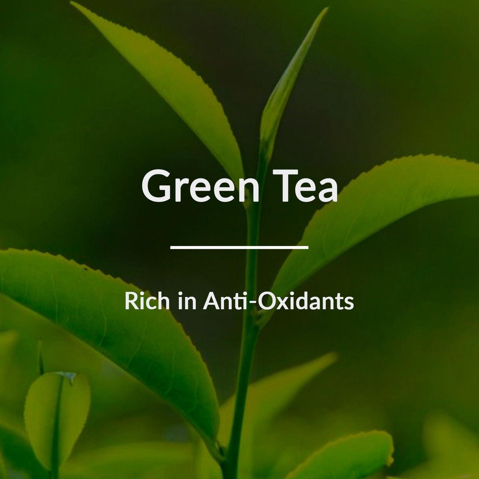 Natural Green Tea HydraDetox Glow Boosting Day Face Cream SPF 20 With Niacinamide