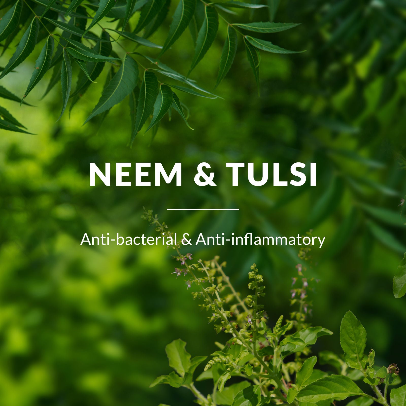 Neem, Tulsi & Salicylic Acid Gentle Foaming Face Wash