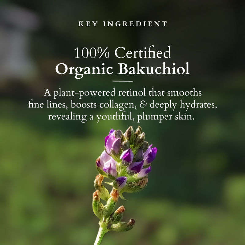 Lotus Organics+ Bakuchiol Plant Retinol Recovery Night Cream