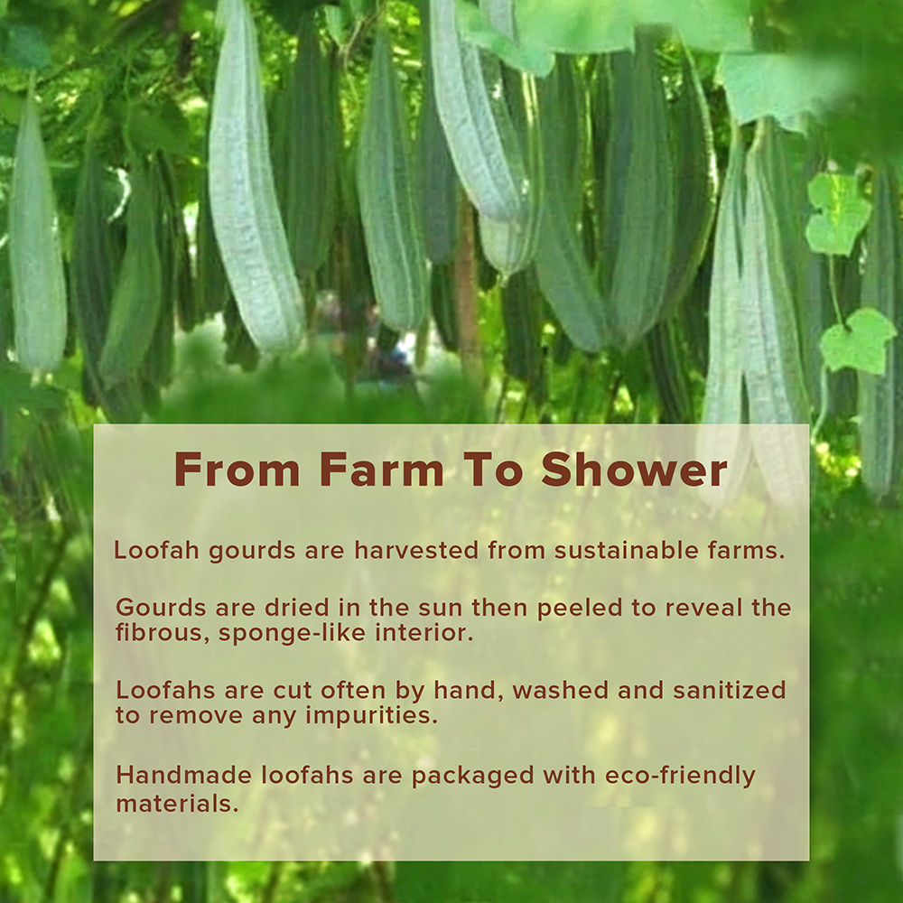 Natural Sun Dried Bath Loofah Round in a Gift Bag Body Scrubber Women & Men