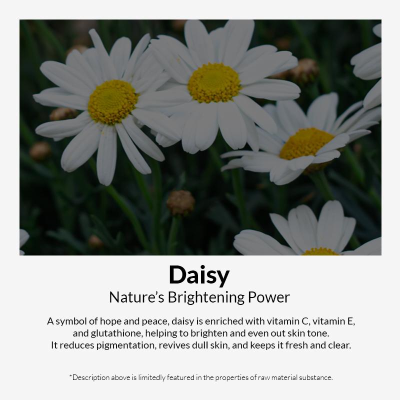 Korean Daisy Essence