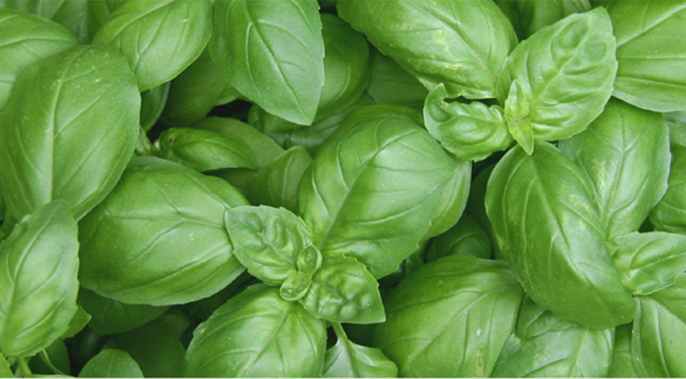 Lime Basil & Mandarin Diffuser