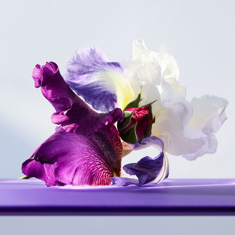 Omnia Amethyste Eau de Toilette For Her