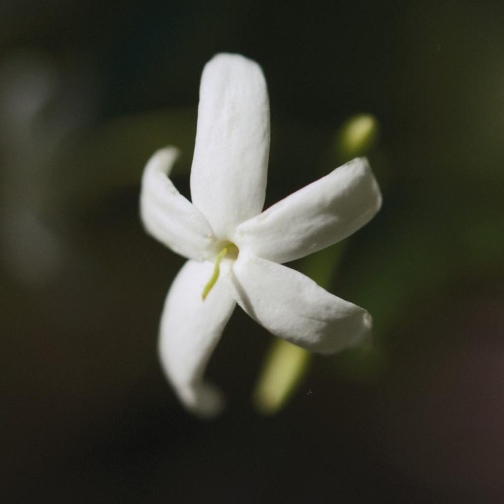 Nomade Eau De Parfum Naturelle